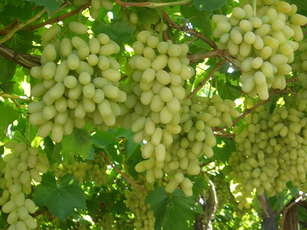 Grapes